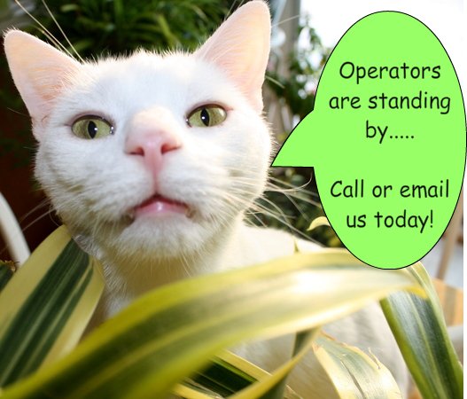 Cat sitter in Hilliard, Ohio