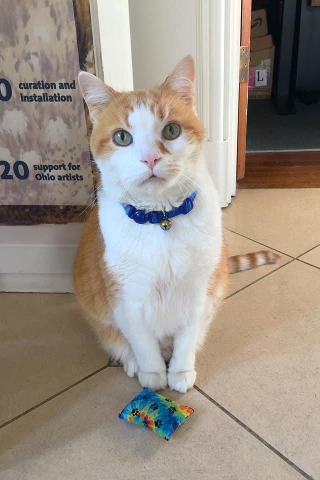 Dublin Arts Council cat sitter