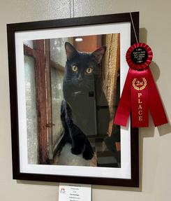 Dublin Art League fall show photography