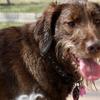 Coco after a dip in the dog pool at Aunt Char's