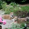 Nobbi and Champi in their front yard nextdoor