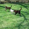 Coco, Bailey and Blaze having fun in Aunt Char's yard