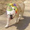 Bailey on her birthday!  All her friends stopped by and hated me for making them wear birthday hats!  teehee