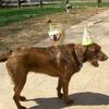 Coco...just loooving having to wear the party hat.  Buster in the background.  He lucked out because his head was too tiny for a hat!