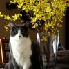 Baxter being the gem that he is and posing by flowers during his photo shoot!