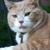 Baldi was my neighbor and client.  This photo is of him on my porch.  My heart is broken without him around.  He made living in my neighborhood so much fun.  He would stop by and come in and visit daily.  There is a huge void in my heart now.